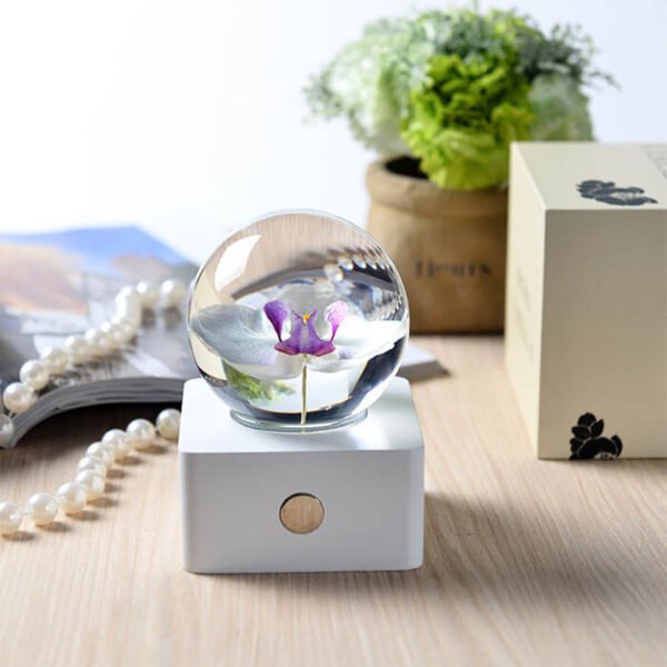 Phalaenopsis Beech 4